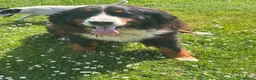 Bernese Mountain Dog dogs for sale: 5 year old Bernese girl  - Advert 3