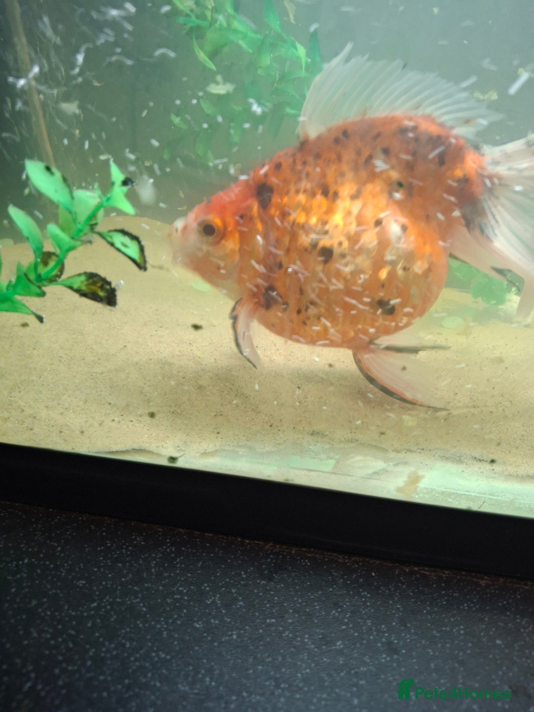 Fancy Goldfish fish for sale: Two large fantail fancy goldfish - Advert 4