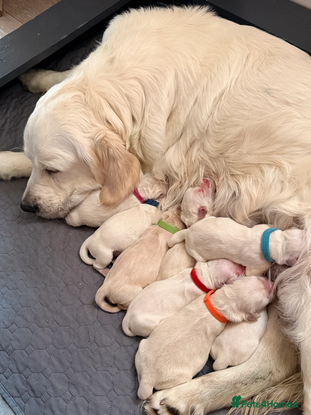 Golden Retriever dogs for sale:  KC Registered Golden Retriever puppies available  - Advert 1