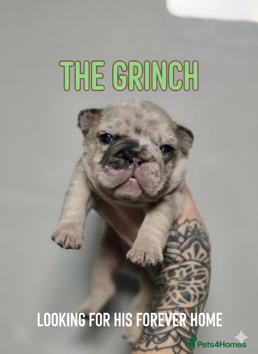 French Bulldog dogs French Bulldog Puppies Available - Advert 6