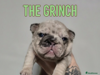 French Bulldog dogs French Bulldog Puppies Available - Advert 6