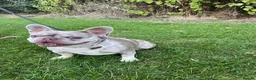 French Bulldog dogs for adoption: Luna - French Bulldog for Adoption in Bristol - Advert 5