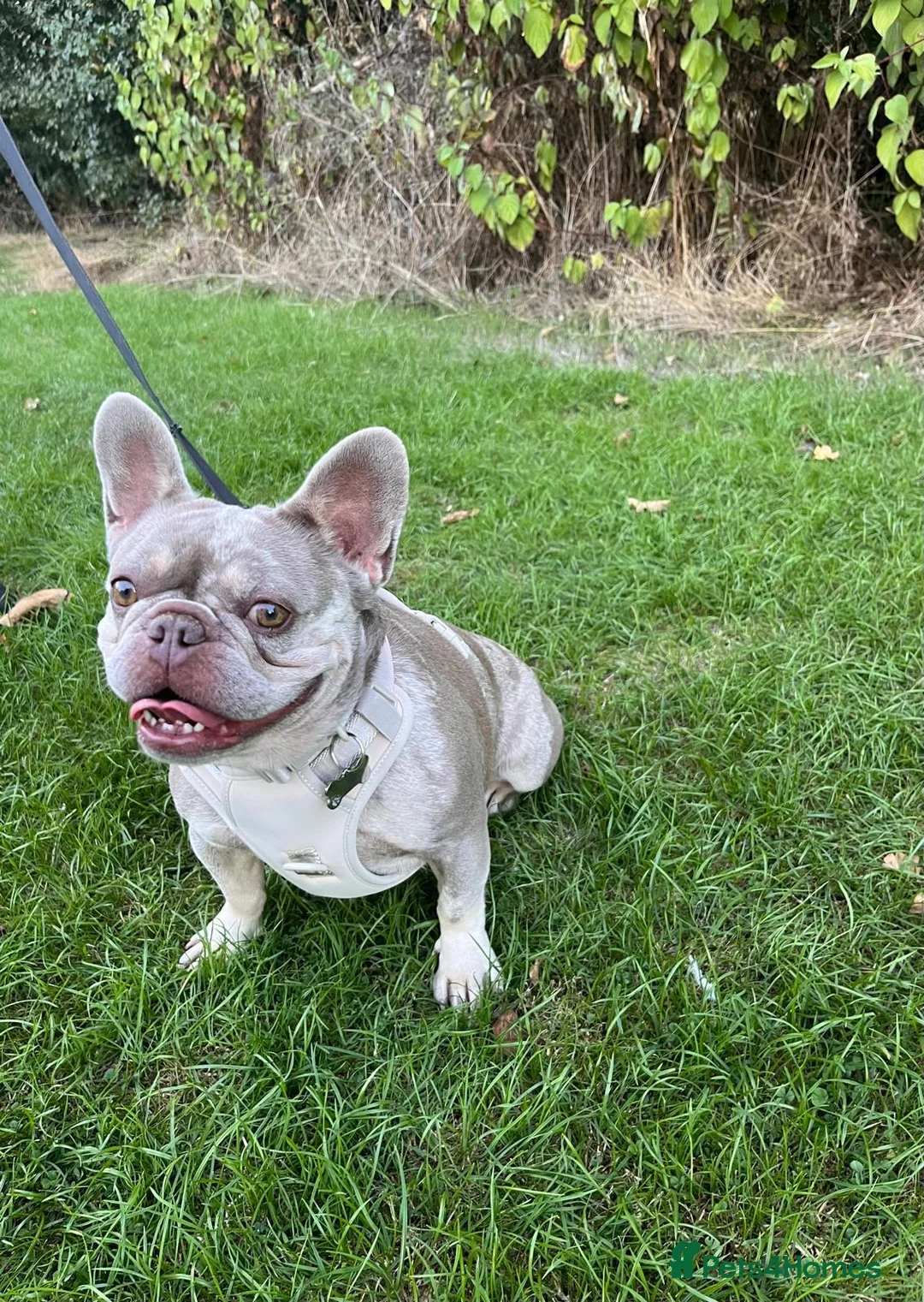 French Bulldog dogs for adoption: Luna - French Bulldog for Adoption in Bristol - Advert 5