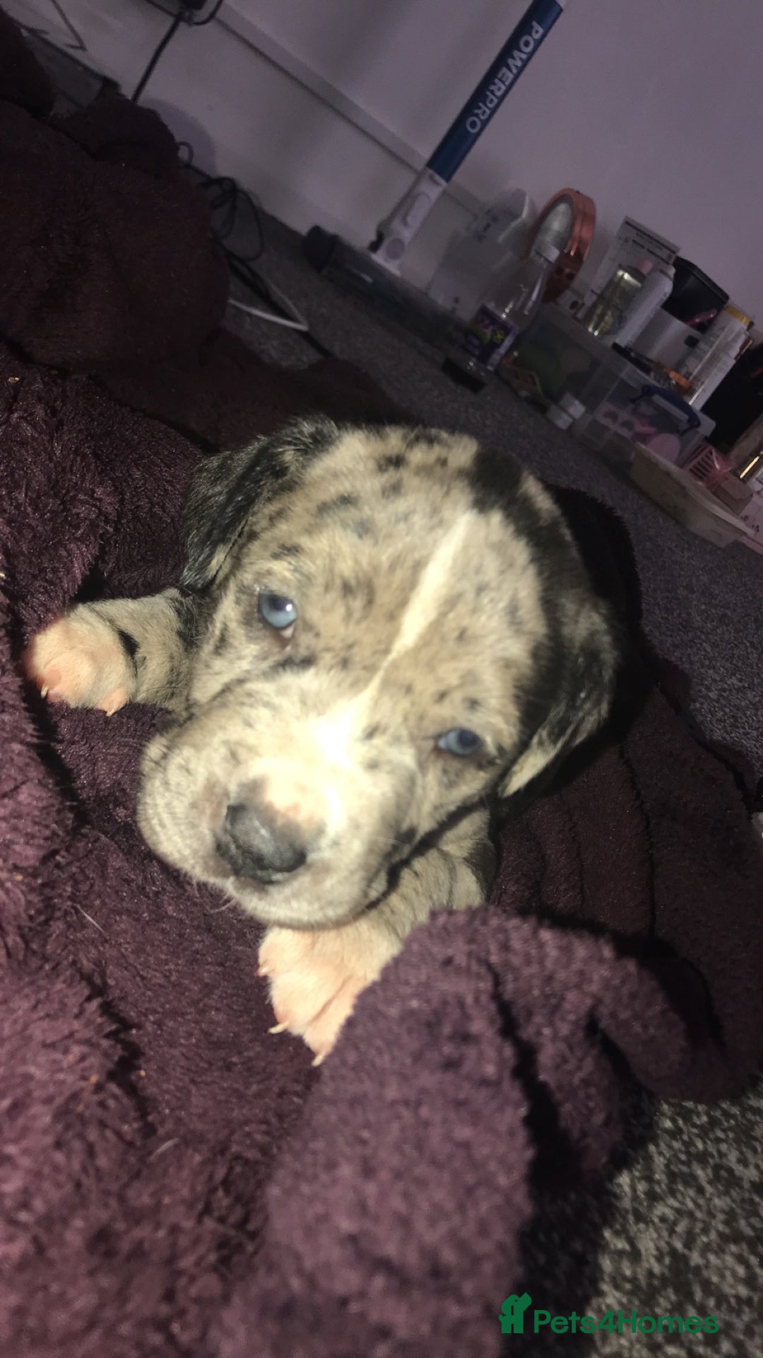 Dogue De Bordeaux dogs for sale: Male puppy for sale  - Image 2