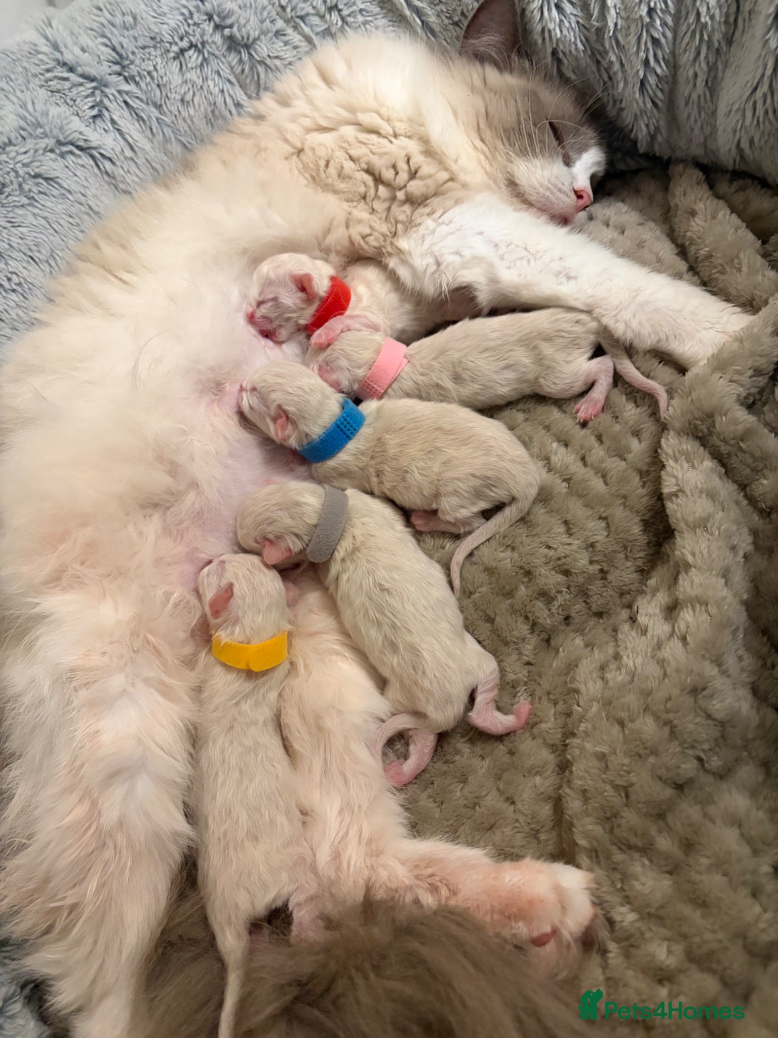 Ragdoll cats Five Beautiful Ragdoll Kittens - Now Here🤍 - Advert 16