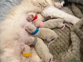 Ragdoll cats Five Beautiful Ragdoll Kittens - Now Here🤍 - Advert 14