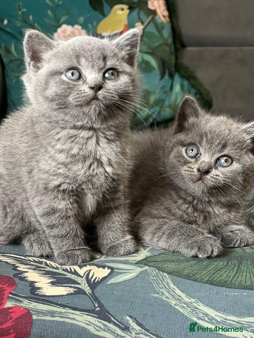 British Shorthair cats for sale: Beautiful British Shorthair Kittens Home Raised  - Advert 5