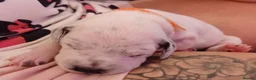Dalmatian dogs for sale: Dalmatian puppies - Advert 15