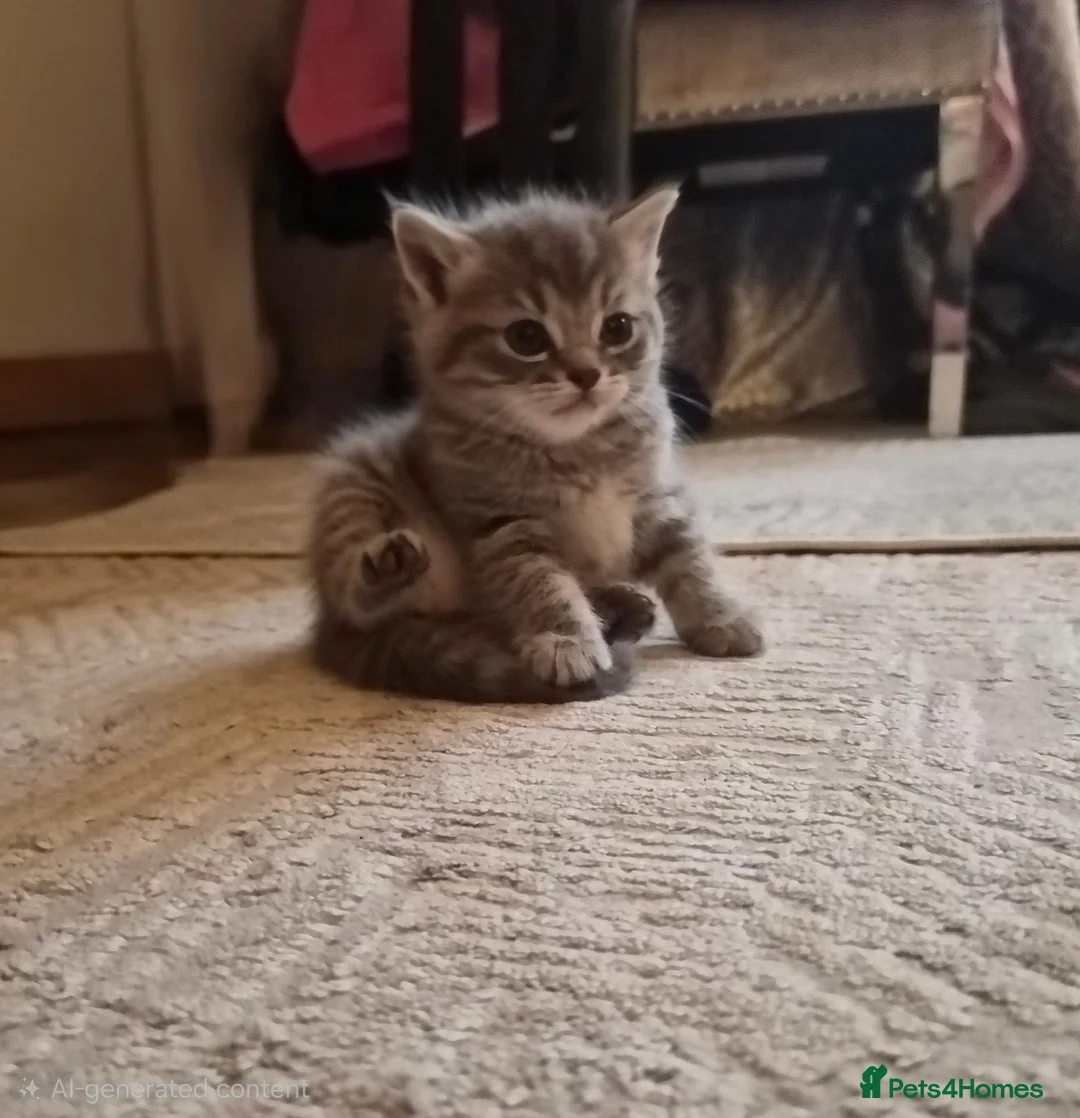 Mixed Breed cats for sale: Beautiful Kittens Ready for Their New Homes - Advert 2