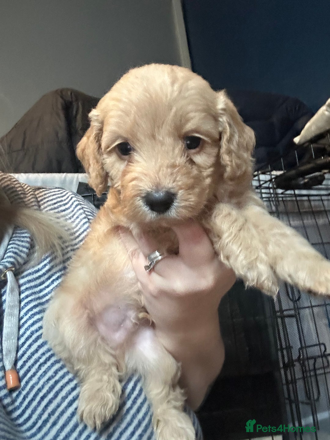 Cockapoo dogs for sale: F1 cockapoos  - Advert 18