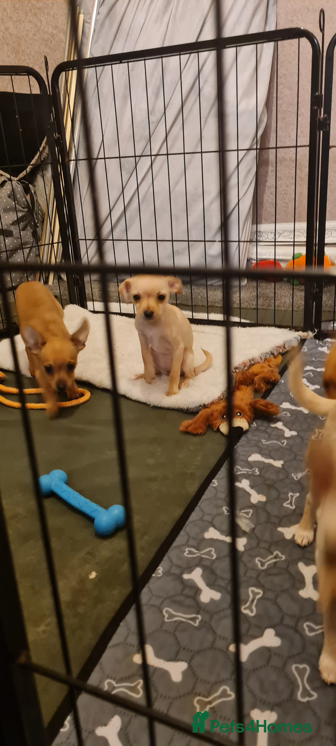 Mixed Breed dogs for sale: Beautiful chihuahua mix puppies - Advert 2