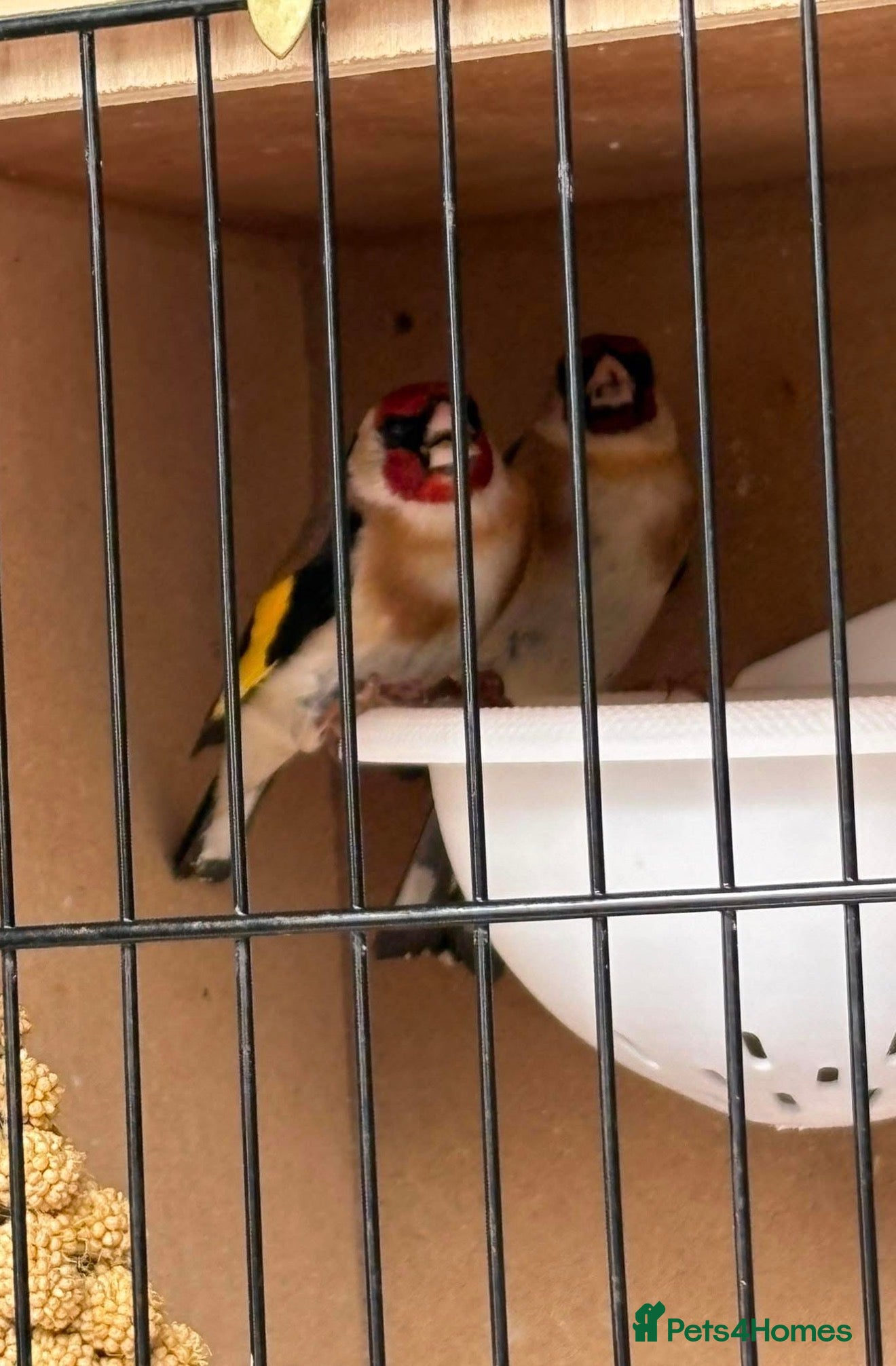 Finches birds for sale: Healthy Goldfinches & Greenfinches For Sale - Advert 5