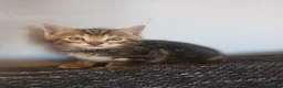 Bengal cats for sale: Bengal kittens looking for new family  - Advert 6