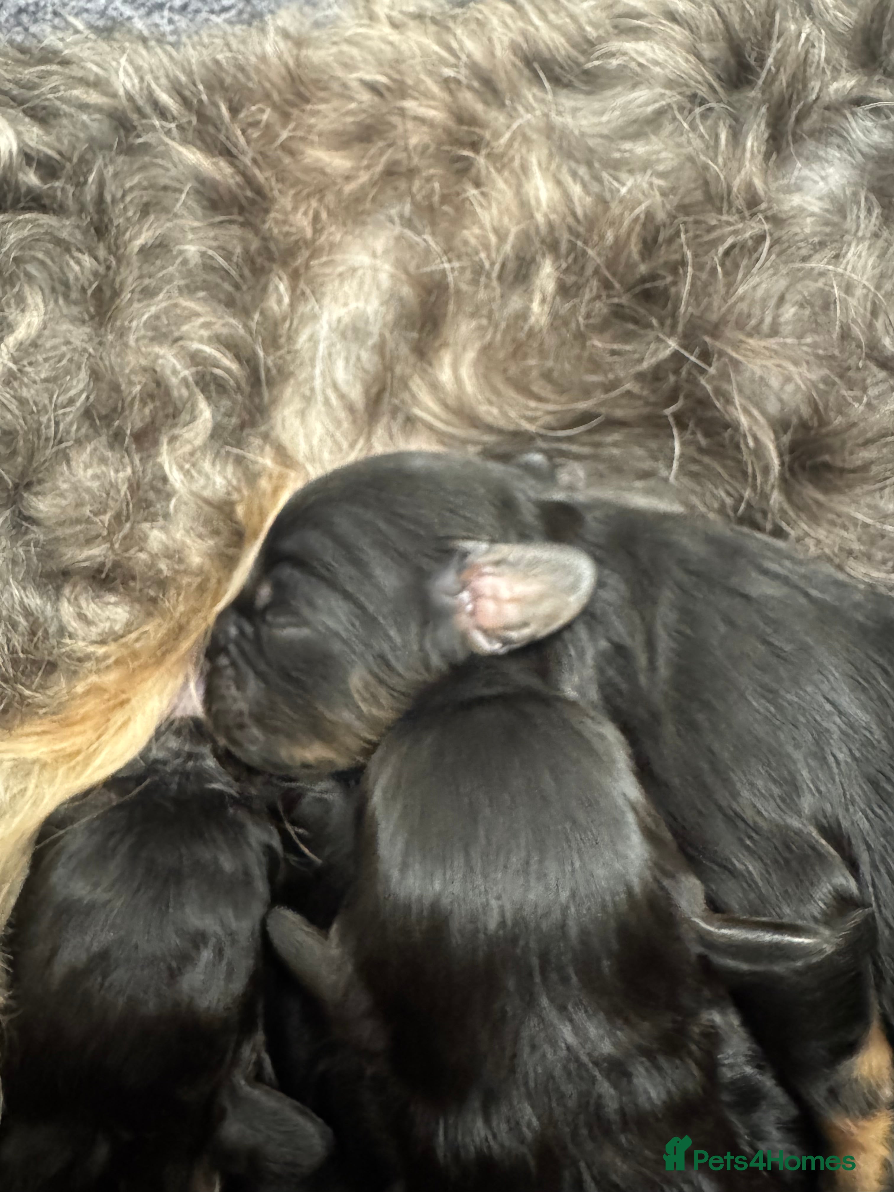 Cavapoo dogs Cavapoo Puppies Born 11 June 26 Reservations Open  - Advert 2