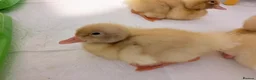 Ducks poultry for sale: Ducklings Hatching soon 15th October  - Advert 6