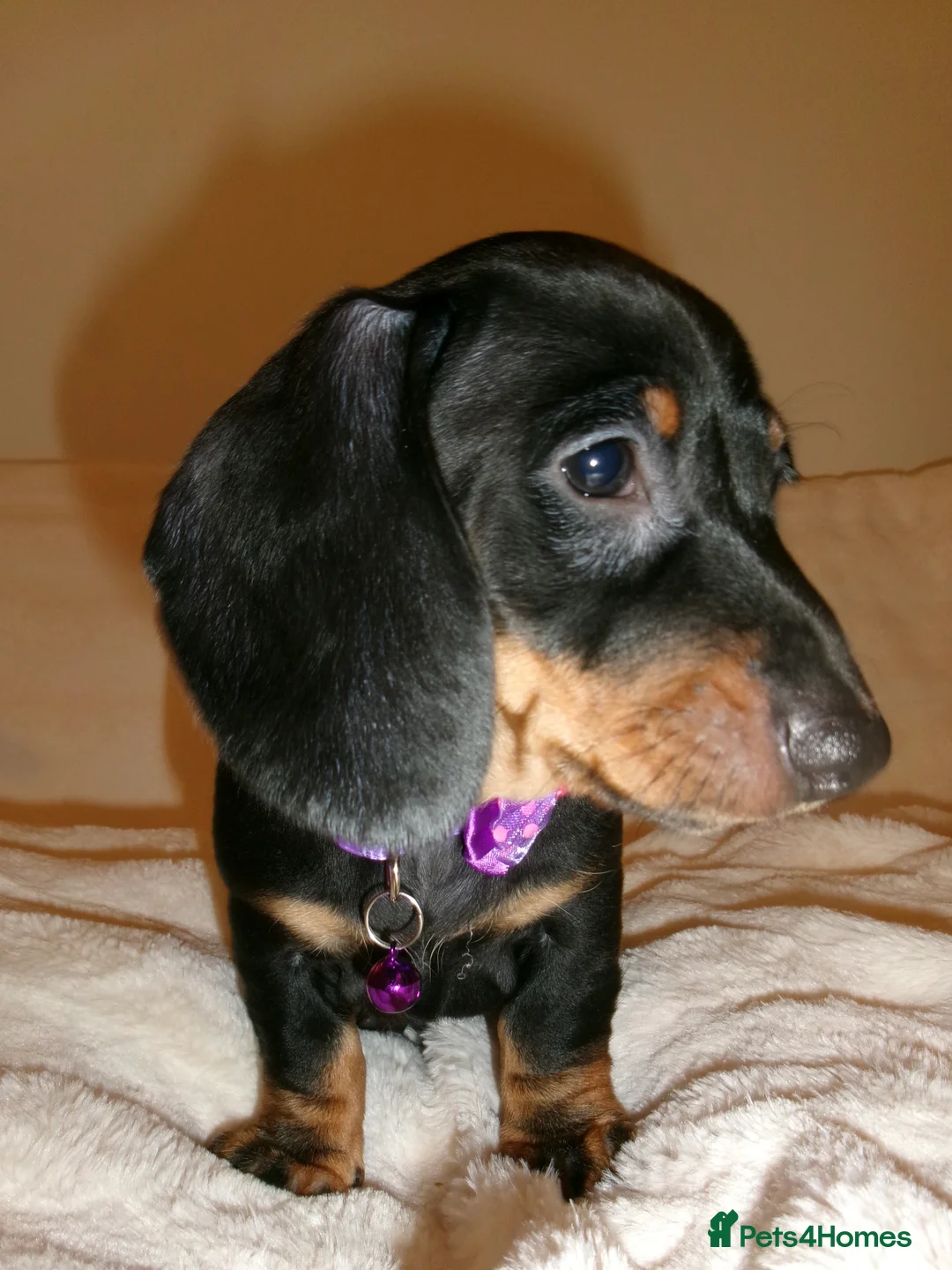 Miniature Dachshund dogs for sale: Adorable Puppies Ready for Loving Homes 🐾 - Advert 27