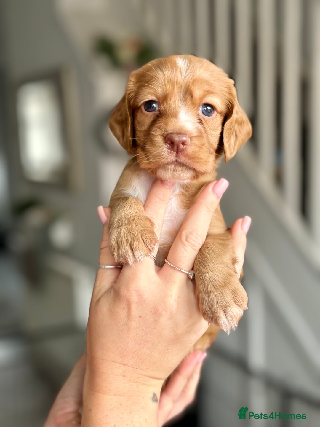 Cocker Spaniel dogs for sale: Cocker spaniel puppies  - Image 19