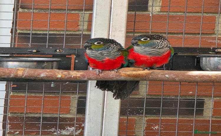 Conures birds - Advert 1