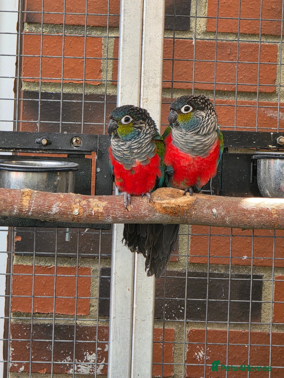Conures birds for sale: Breeding Pair of crimson bellied conure  - Image 1
