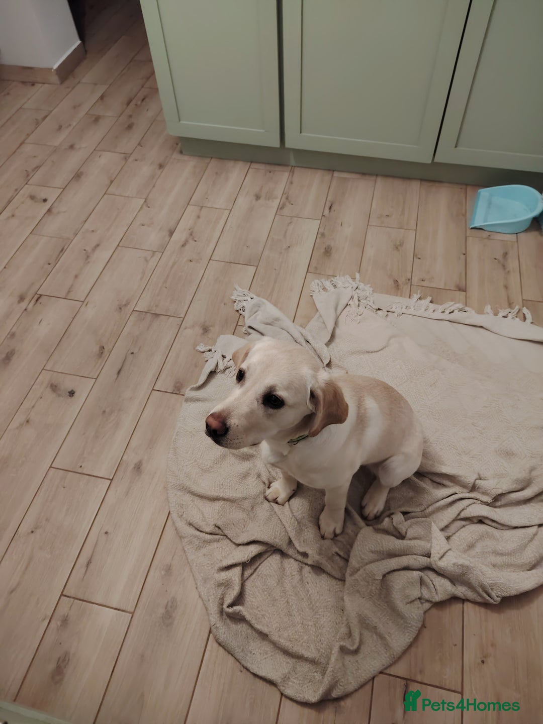 Labrador Retriever dogs for sale: Labrador retriver - Advert 16