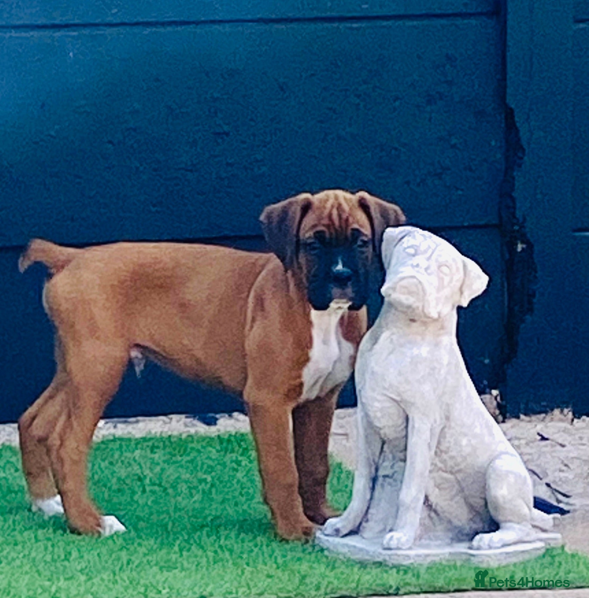 Boxer dogs Stunning litter of adorable boxer Puppies - Advert 1