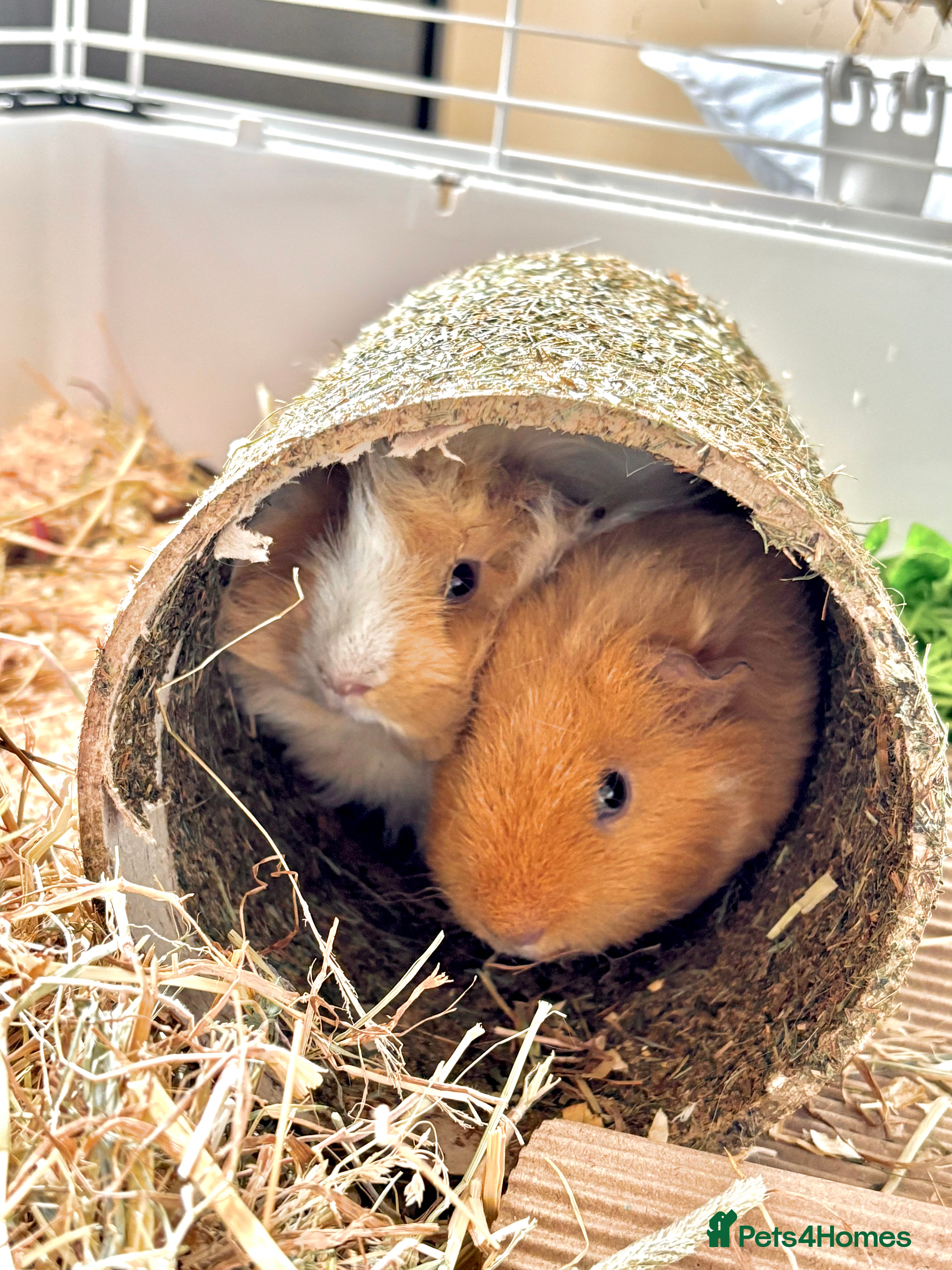 Guinea Pig rodents piggy brothers for sale - Advert 1
