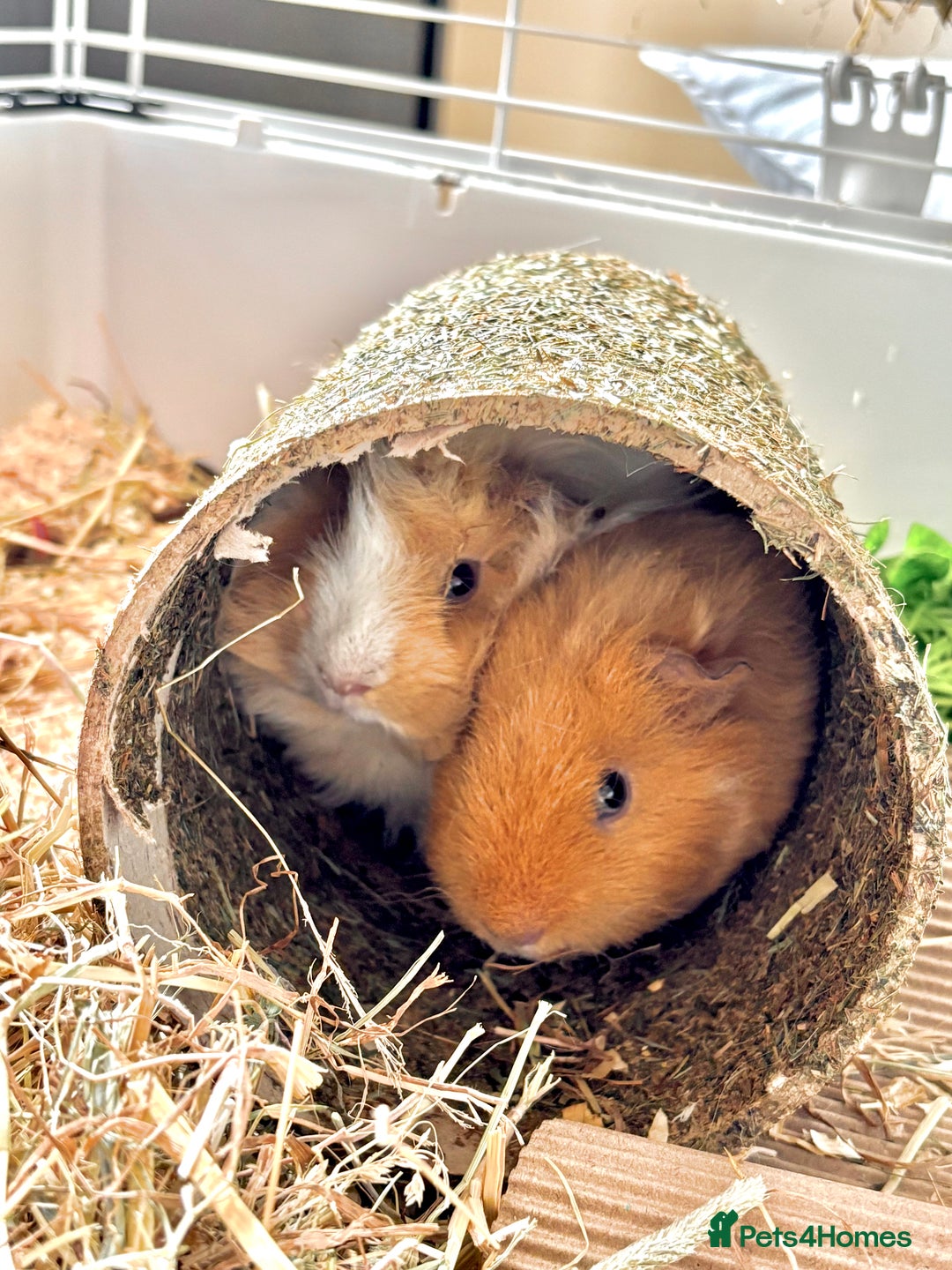 Guinea Pig rodents for sale: piggy brothers for sale - Advert 1