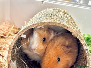 Guinea Pig rodents piggy brothers for sale - Advert 1