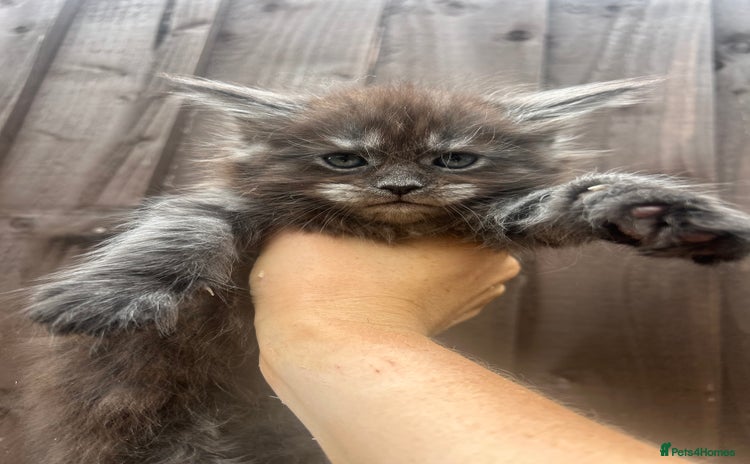 Maine Coon cats - Advert 8