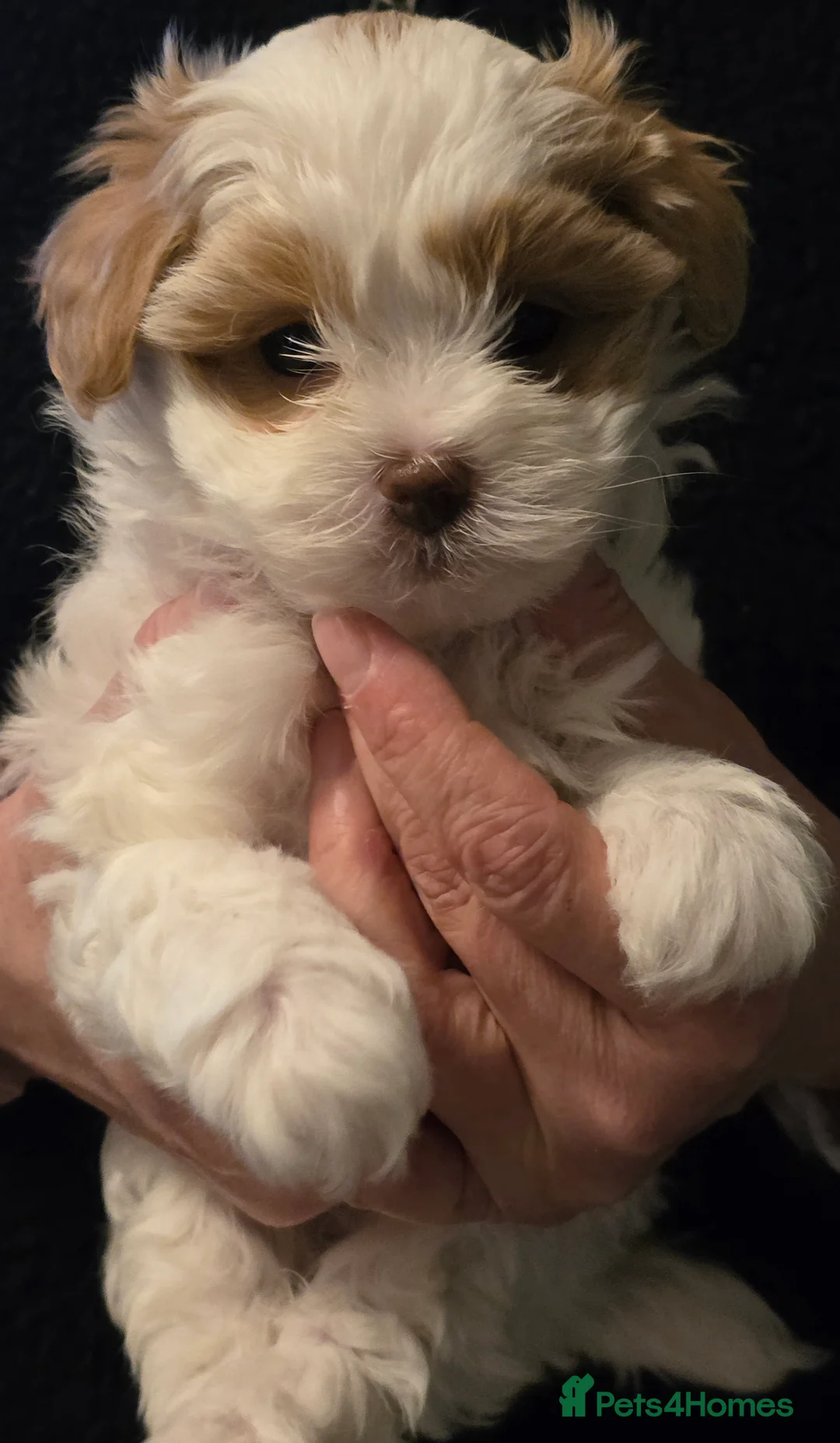 Maltipoo dogs for sale: Beautiful f1 korean maltipoo males - Advert 3