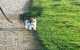 Fox Terrier dogs for sale: Stunning fox terrier bitch - Image 4