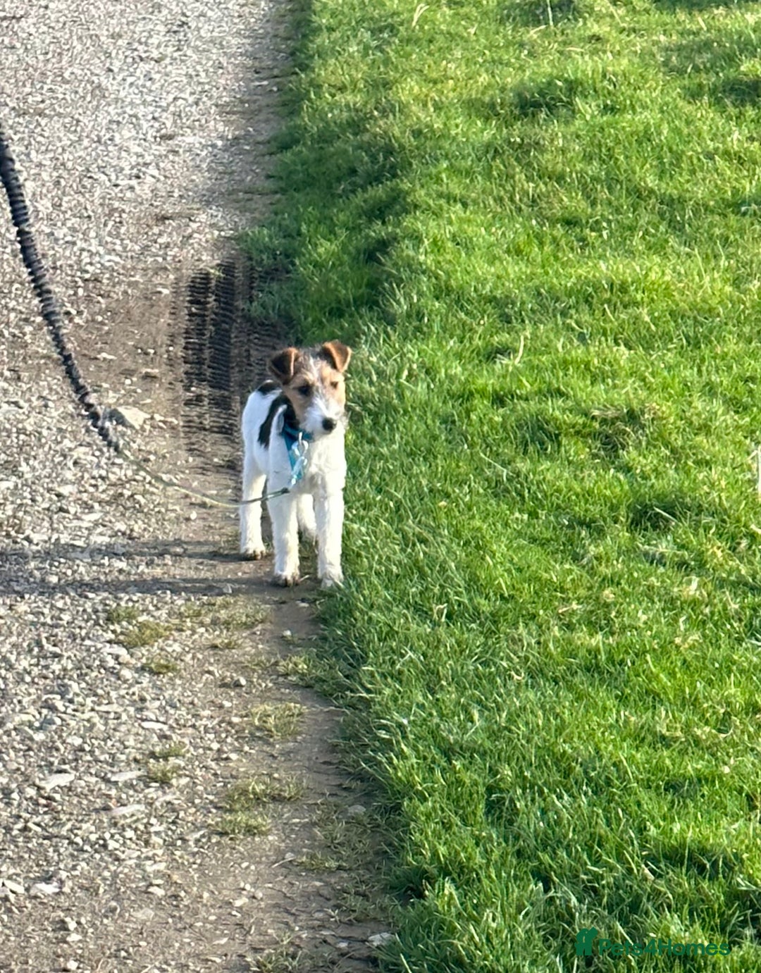 Fox Terrier dogs for sale: Stunning fox terrier bitch - Image 4