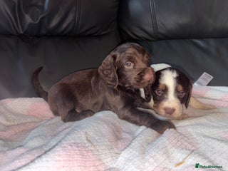 Cocker Spaniel dogs 🐶🤎fantastic Working Cocker Spaniels🐶🤎 - Advert 1