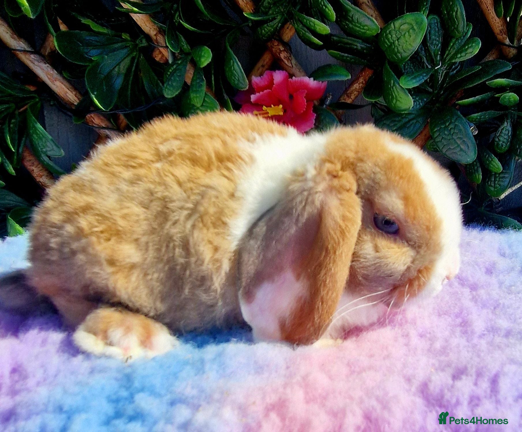 Mini Lop rabbits Miniature plush lop buck babys - Advert 1