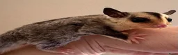 Sugar Glider rodents for sale: White face sugar glider Male 100% het leu - Advert 3
