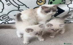 Ragdoll cats for sale: Ragdoll kittens for sale - Image 6