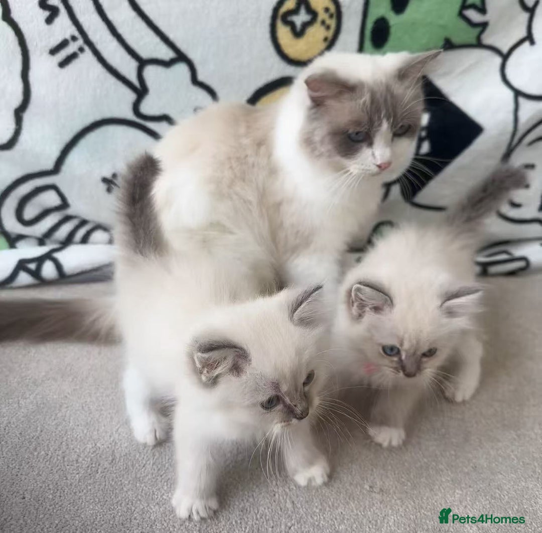 Ragdoll cats for sale: Ragdoll kittens for sale - Image 6