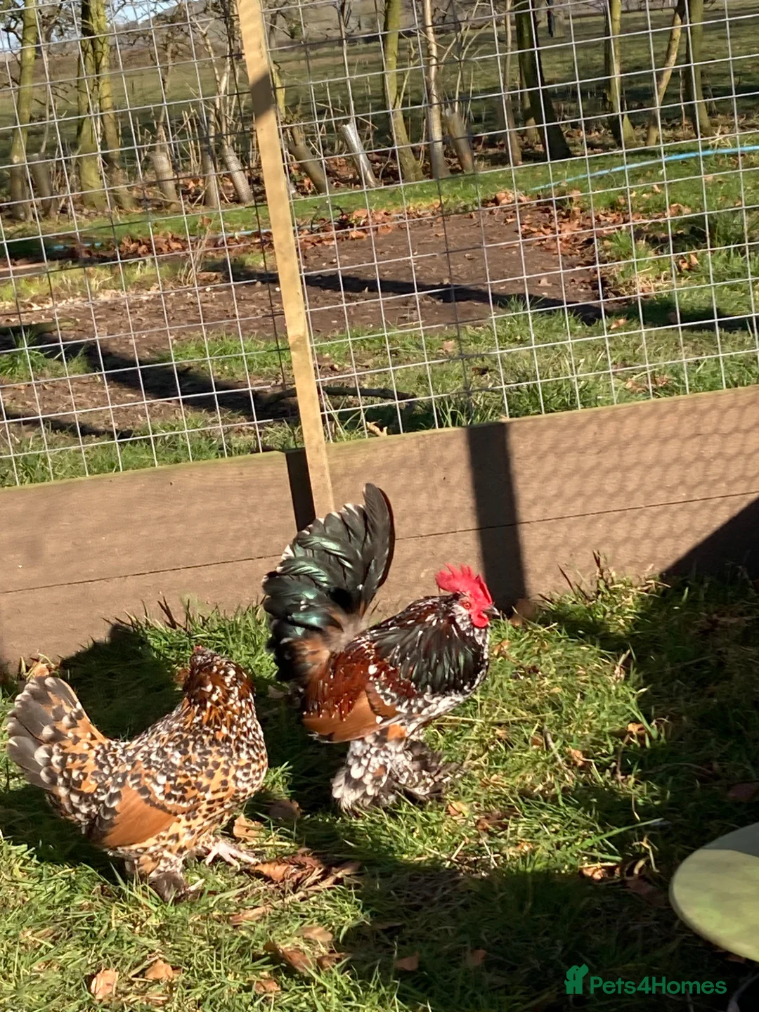 Chickens poultry for sale: .Barbu d’Uccle,Pekin hatching eggs - Advert 1