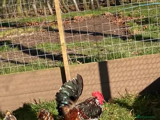 Chickens poultry Barbu d’Uccles & Pekin lavender hatching eggs - Advert 2