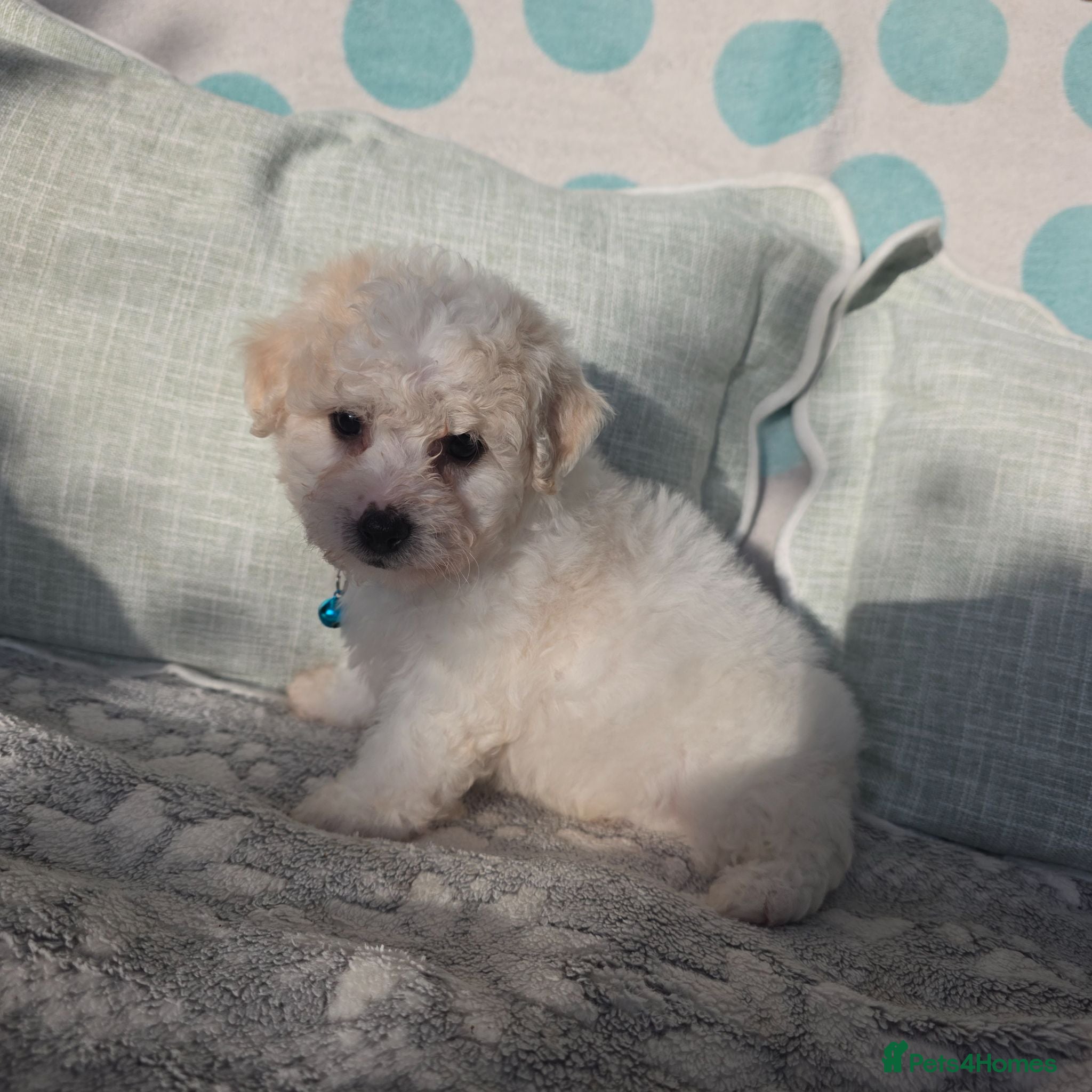 Bichon Frise dogs Bichon Frise  - Advert 2