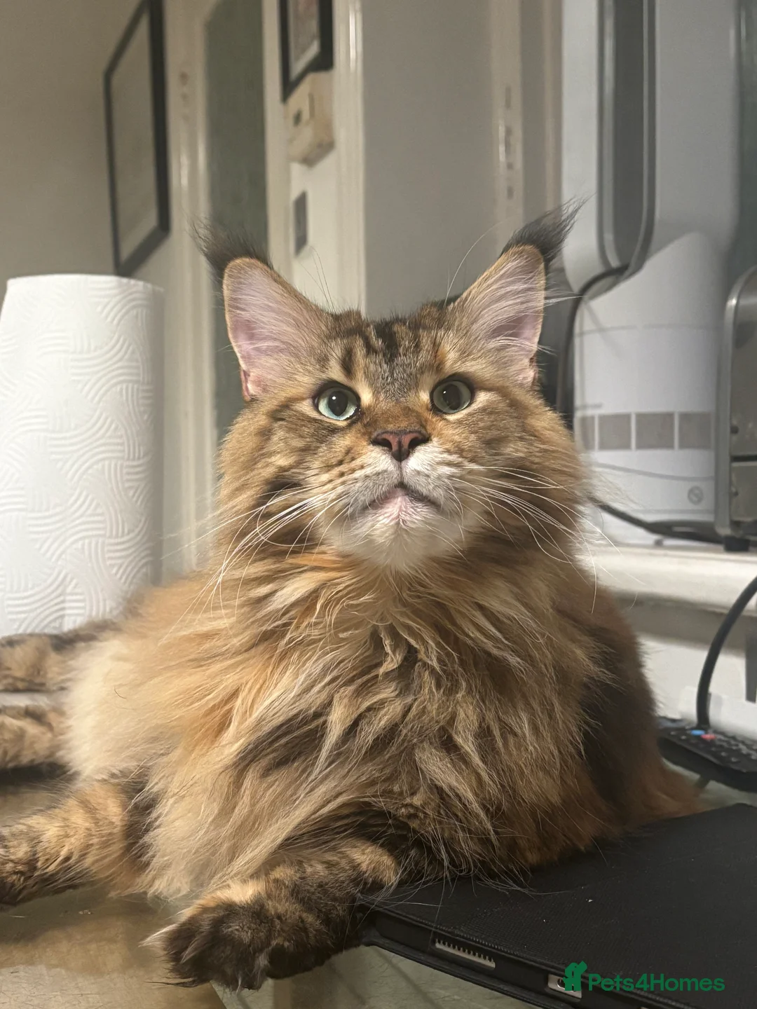 Maine Coon cats for sale: Siberian Maine Coon Cat  in Southampton - Advert 4