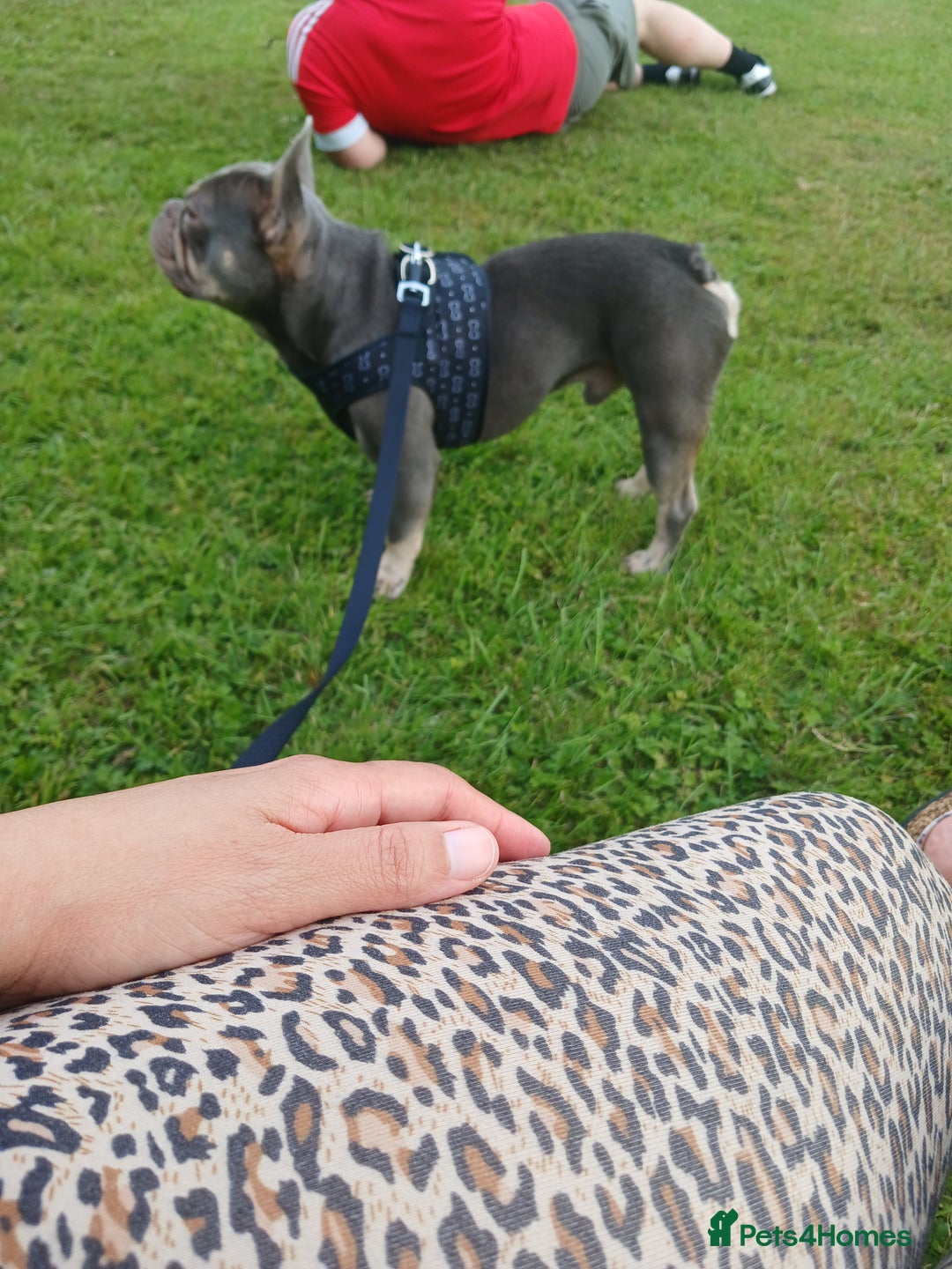 French Bulldog dogs for sale: Loving Home Needed – Please Read Fully - Advert 3