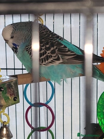 Budgerigars birds - Advert 19