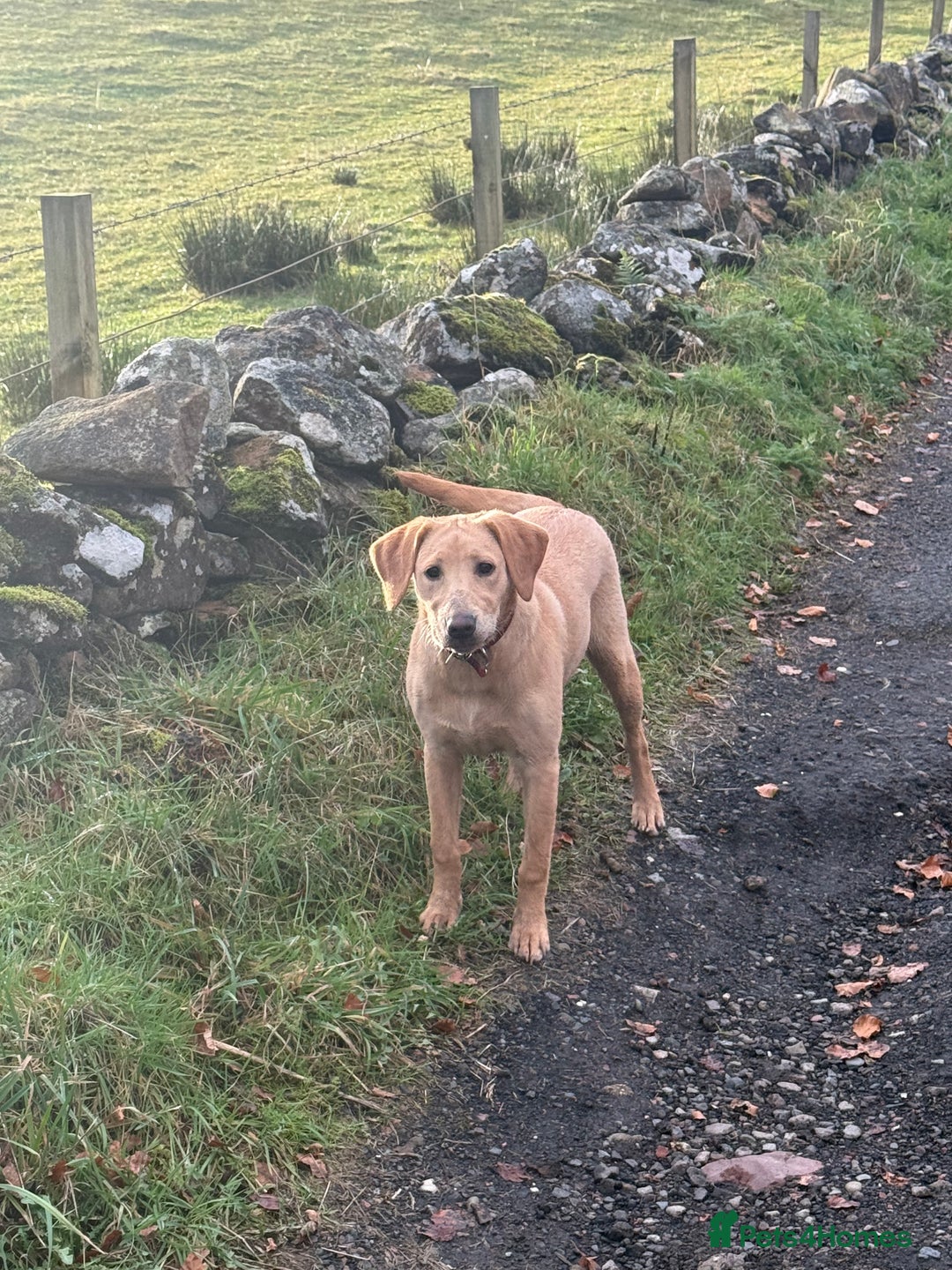 Labrador Retriever dogs for sale: Cracking Female Labrador - Advert 3