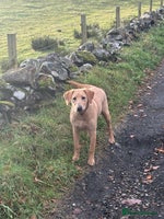 Labrador Retriever dogs Cracking Female Labrador - Advert 13