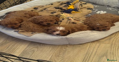 Cavapoo dogs Stunning F1 cavapoos  - Advert 6