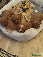 Cavapoo dogs Stunning F1 cavapoos - Advert 6