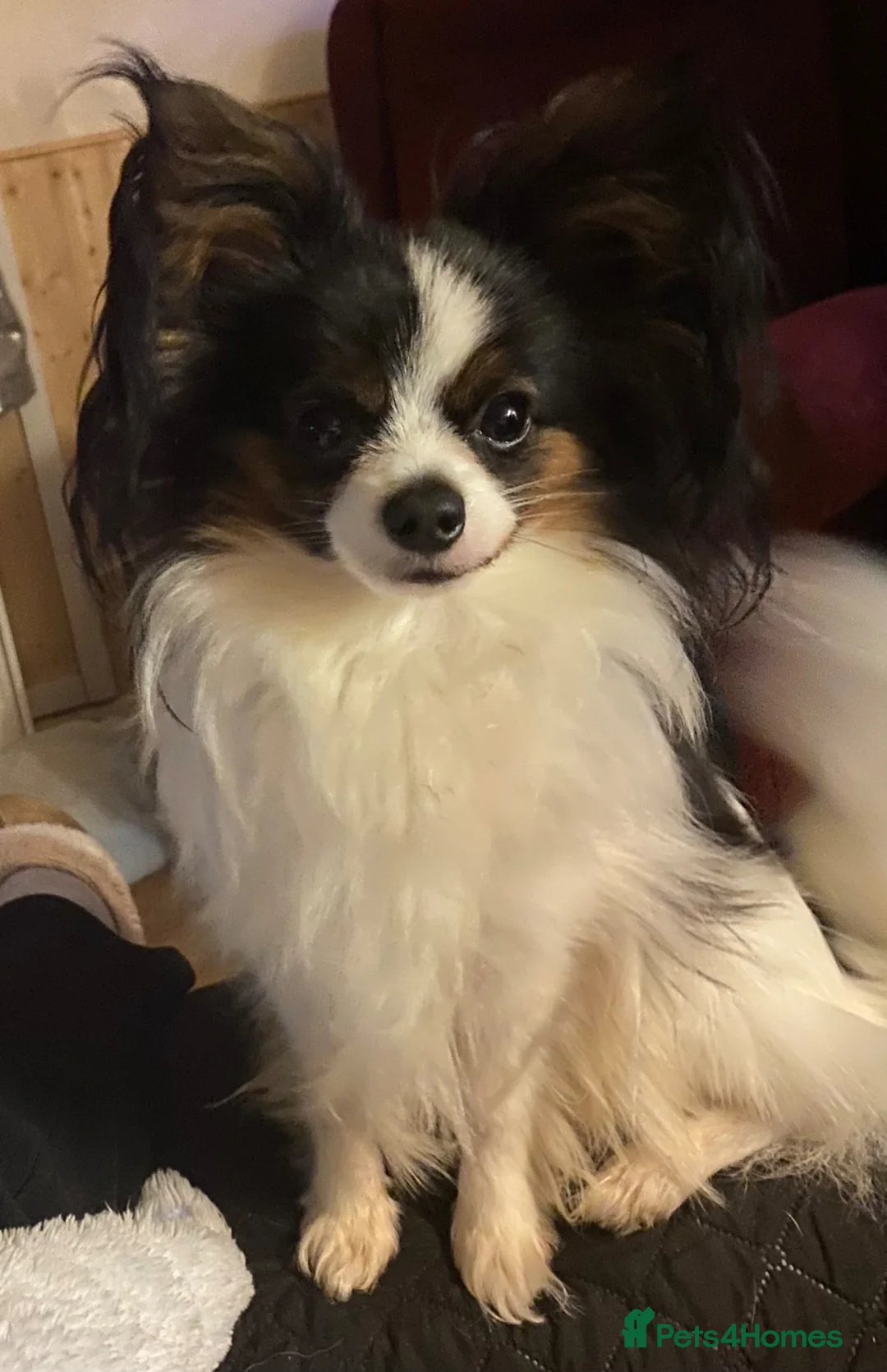 Papillon dogs for stud: Pedigree Papillon Stud Dog Available - Advert 5