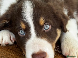 Border Collie dogs Red & White Tri border collie puppies - Advert 12