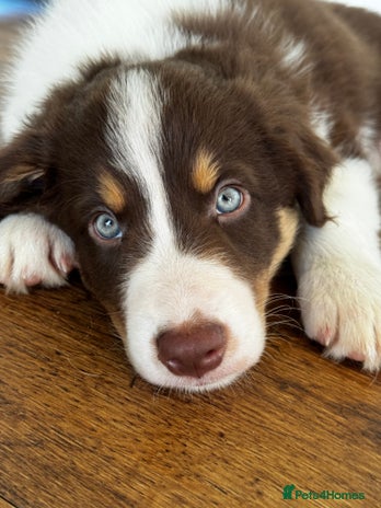 Border Collie dogs Red & White Tri border collie puppies - Advert 12